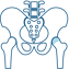 Hip Anatomy