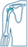 Shoulder Anatomy